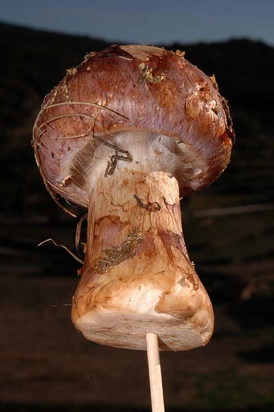 Cortinarius balteatocumatilis